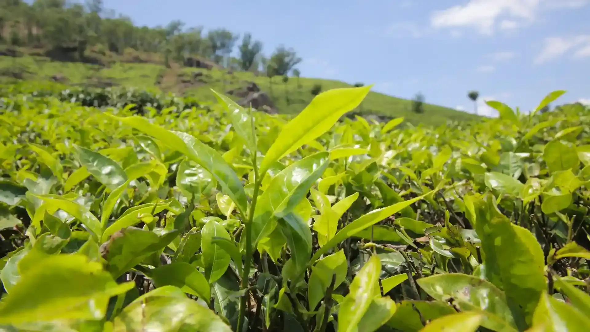 Munnar Tea Hills Wellness Escape main view