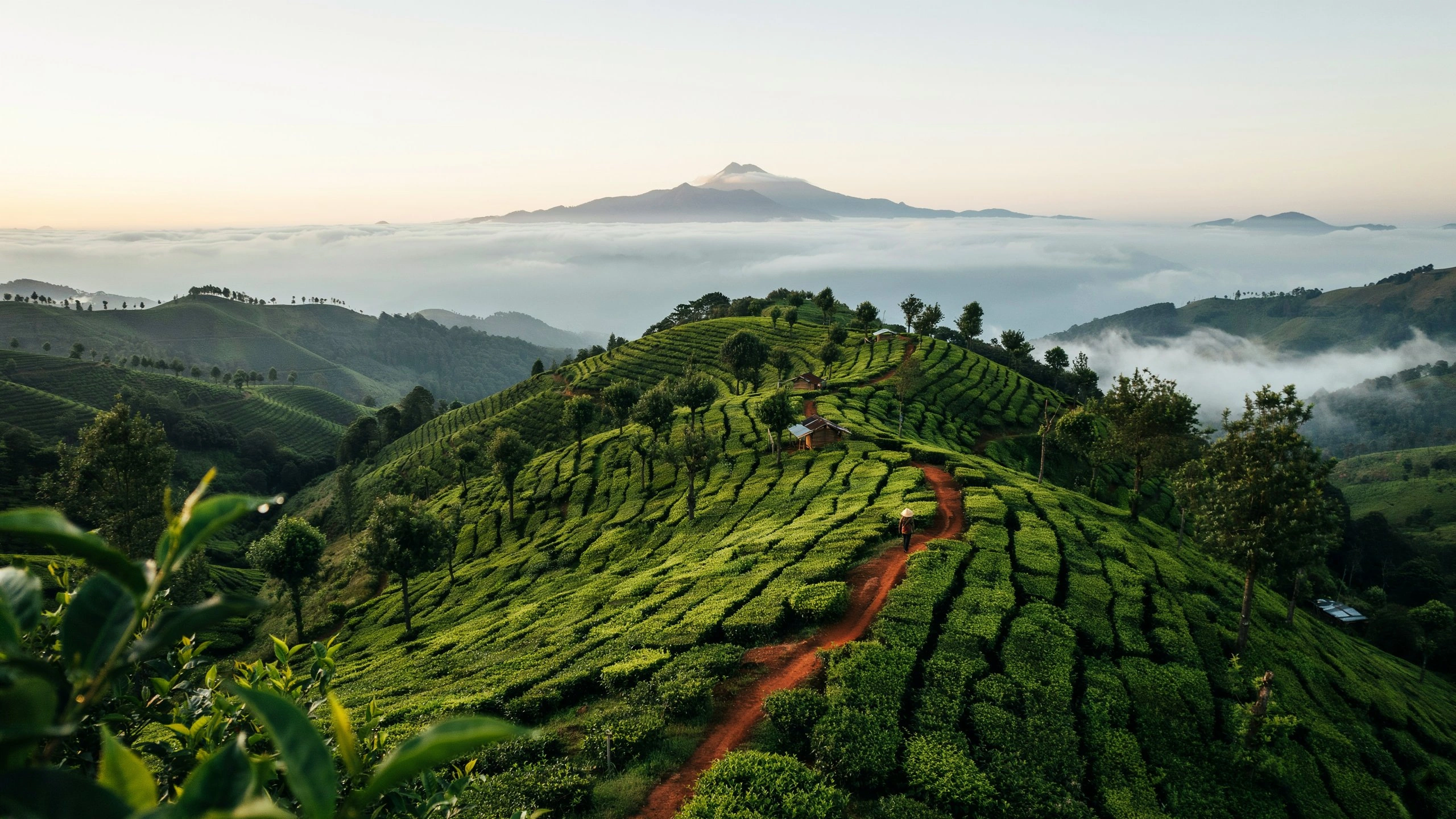 Munnar Tea Hills Wellness Escape gallery view 2